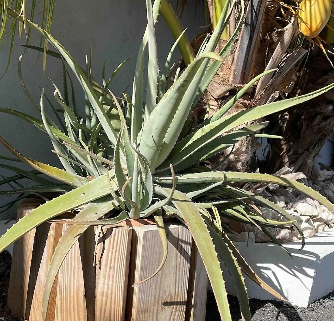 Boho Garden Breeze Relaxed Tropical Apartment Jan Thiel 0*,  Curacao
