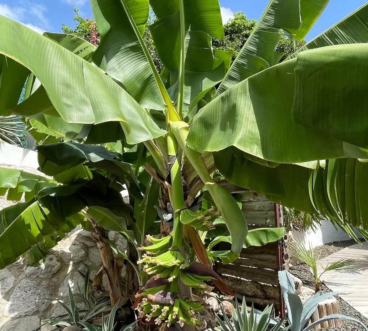 Boho Garden Breeze Relaxed Tropical Apartment Jan Thiel 0*,