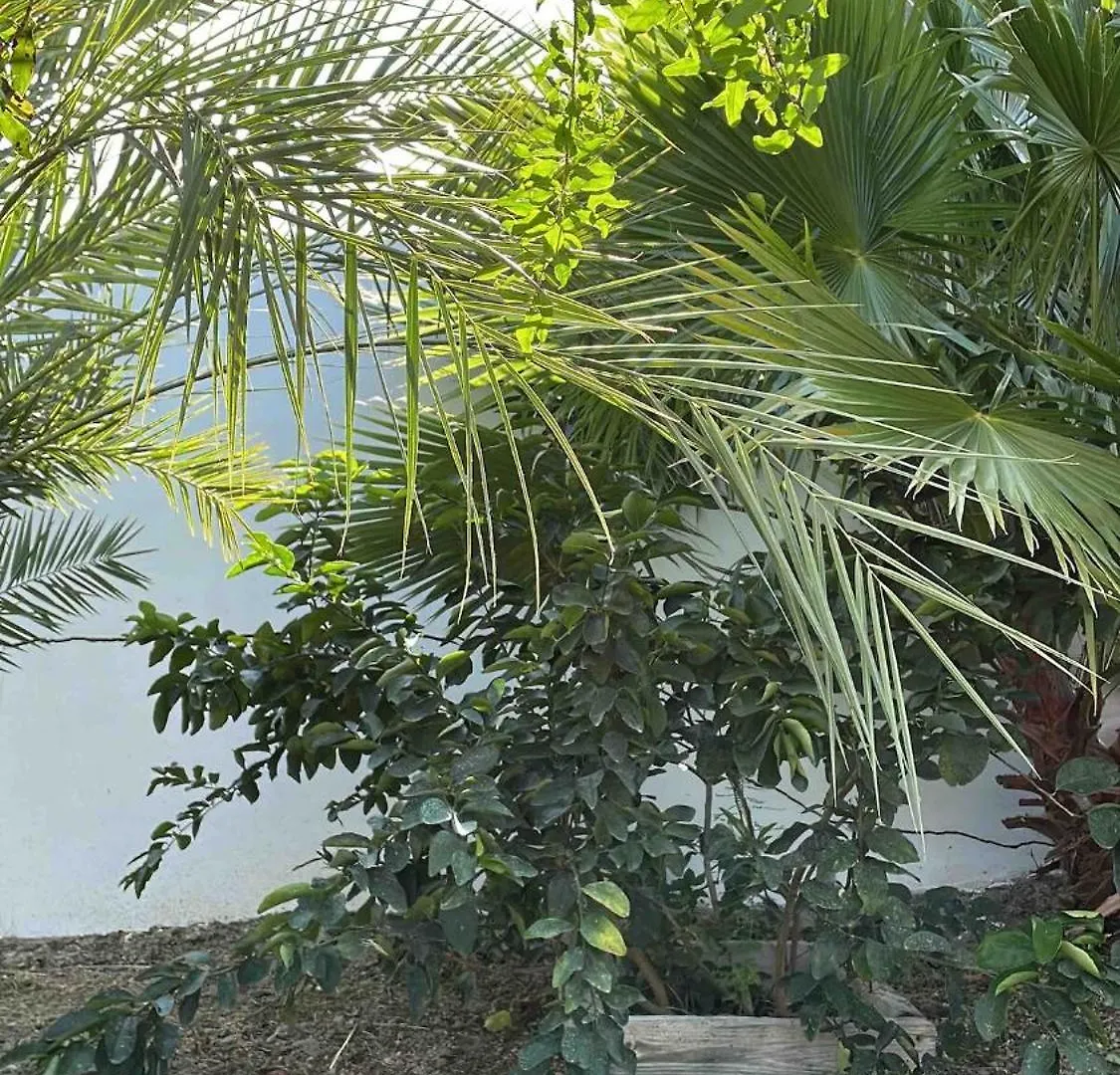 Boho Garden Breeze Relaxed Tropical Apartment Jan Thiel